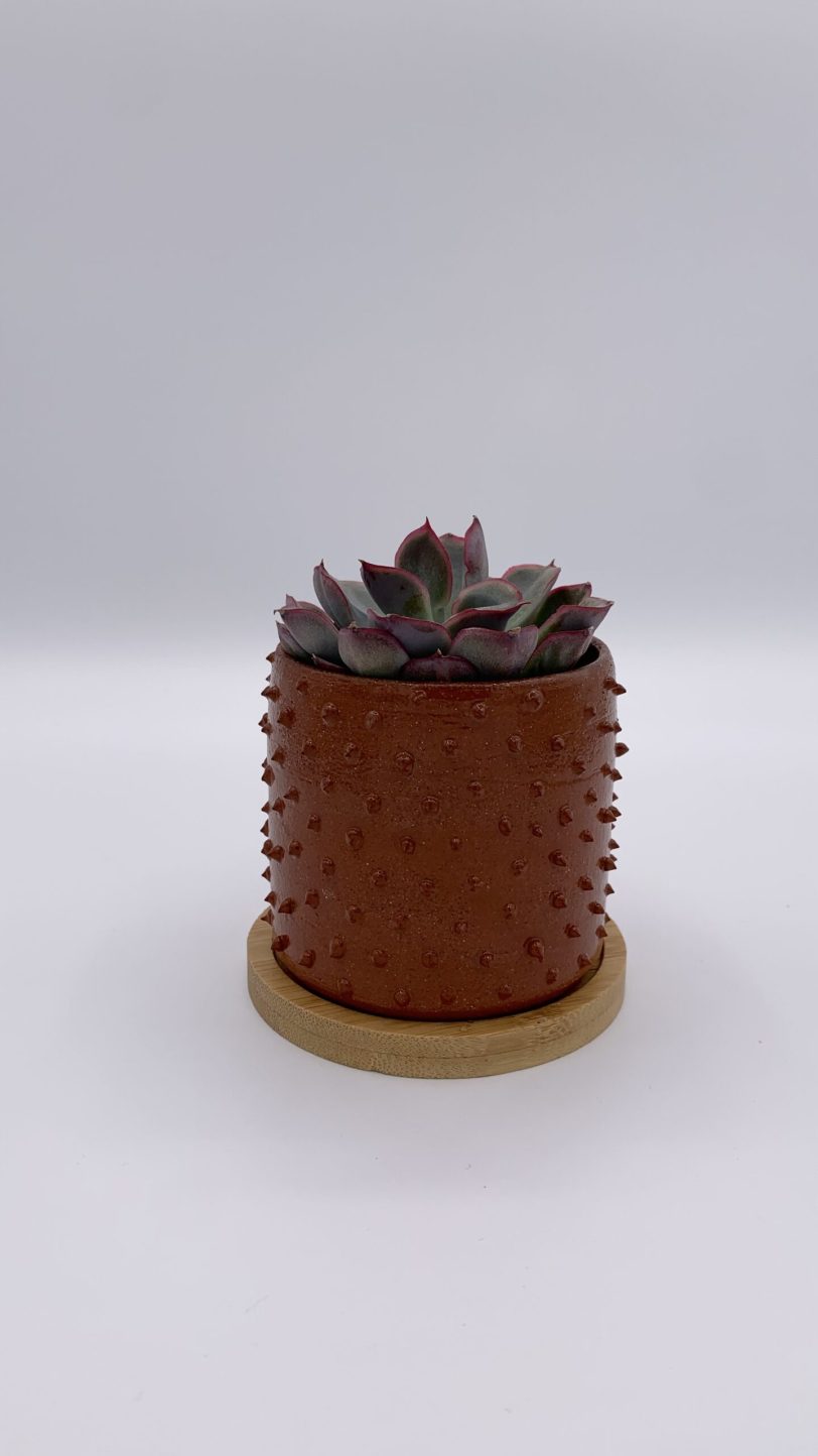 SOLD Terracotta spikey plant pot with bamboo coaster - Image 2